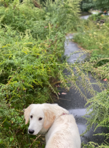 dog on a path obscured by weeds