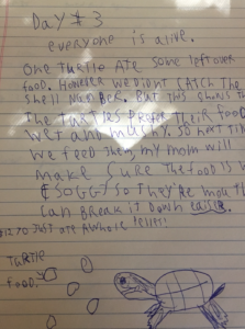 A child's handwritten notes on hatchling turtles being observed